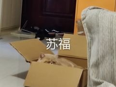 -果呀呀(国金街店)