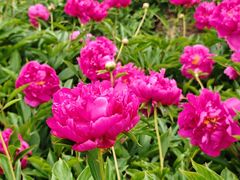 -黑龙江省森林植物园
