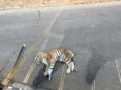 -大连森林动物园