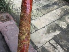 台北士林大香肠-手工大香肠