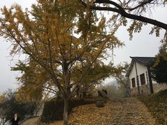 -千年银杏谷文化旅游区