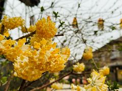 -诗经里