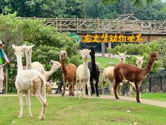 -太湖龙之梦