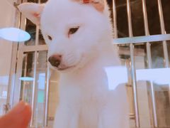 -1013 PET SHOP 宠物商店(近铁城市广场店)