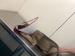 -荣耀金沙动物医院(清江西路店)