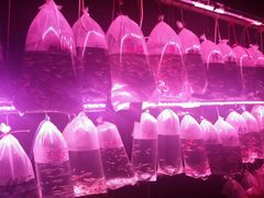 -中环花鸟鱼虫市场