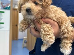 -博特宠物医院24h犬猫全科.骨科·异宠