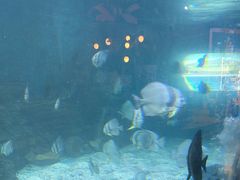 -烟台海昌鲸鲨海洋公园