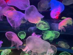 -太平洋海底世界