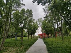 -神仙树公园