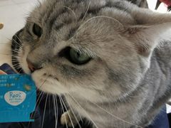 -平行世界·猫咖(首经贸店)
