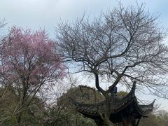-杭州植物园