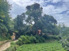 -杨家堂村