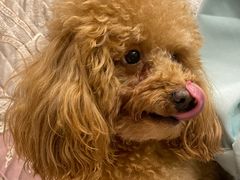 -福懋动物医院·犬猫全科·外科·重症科(杏林分院)