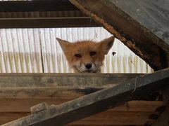 -宫城藏王狐狸村