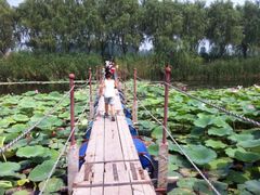 白洋淀风景区-白洋淀景区