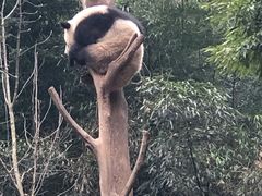 -都江堰中华大熊猫苑