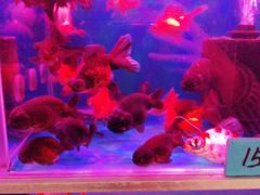 -清平路水族市场