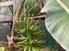 -呀路古热带植物园