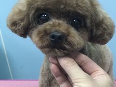 -瑞派宠物医院·24小时骨科·心脏·核磁(哈尔滨南岗店)