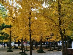 -曲阜师范大学(曲阜校区)
