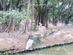 -广州长隆飞鸟乐园