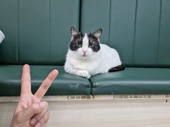 -安格丽娜·狗咖·猫咖羊驼咖(春熙路百盛商场店)