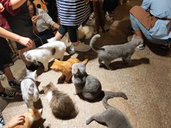 -more than meow吴止猫主题餐厅(承德 中船汇店)