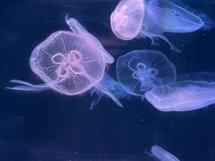 -欢乐海岸海洋奇梦馆