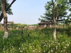 -杭州湾海上花田景区