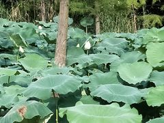 -同里国家湿地公园