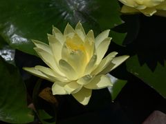 -池杉湖湿地公园