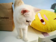 -喵的天空名猫咖啡馆·撸猫·猫舍·用品