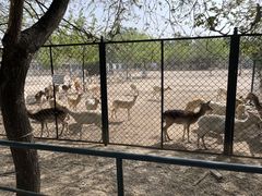 -北京麋鹿生态实验中心