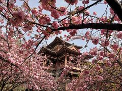 -西安青龙寺遗址景区