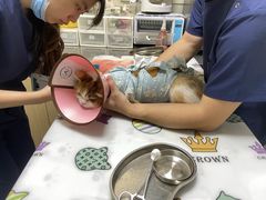 -谐和益家动物医院·免疫绝育·血液透析·宠保定点医院(高新伊藤分院)