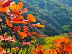 -北京西山国家森林公园