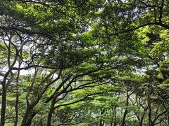 -梧桐山风景名胜区