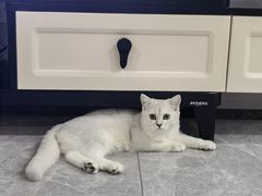 -喵zoo家庭繁育猫舍(尖东智能花园店)