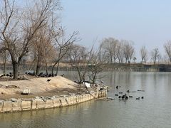 -盐城丹顶鹤湿地生态旅游区