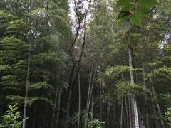 -上海佘山国家森林公园西佘山园