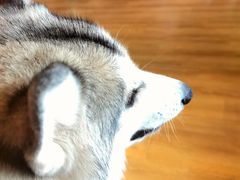 -Husky Go! 哈士奇体验馆·宠物咖啡厅狗咖