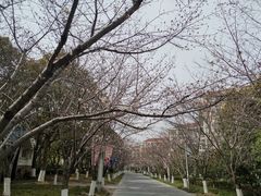 -高东镇樱花园