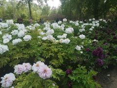 -莲花池公园