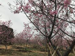 -天适樱花悠乐园