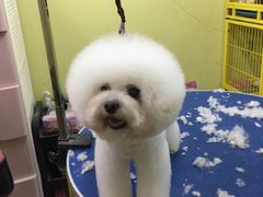 -爱宠屋pet shop·宠物洗澡·宠物美容