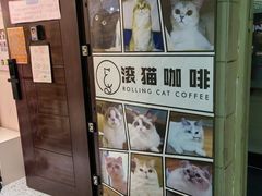-滚猫咖啡·猫咖·猫友好撸猫(未来城店)