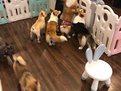 -柯斗斗主题餐厅·狗咖·围炉煮茶·茶饮(国瑞升平里店)