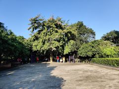 -大屏嶂森林公园