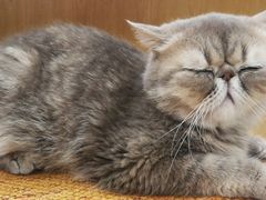 -滚猫咖啡·猫咖·猫友好撸猫(未来城店)